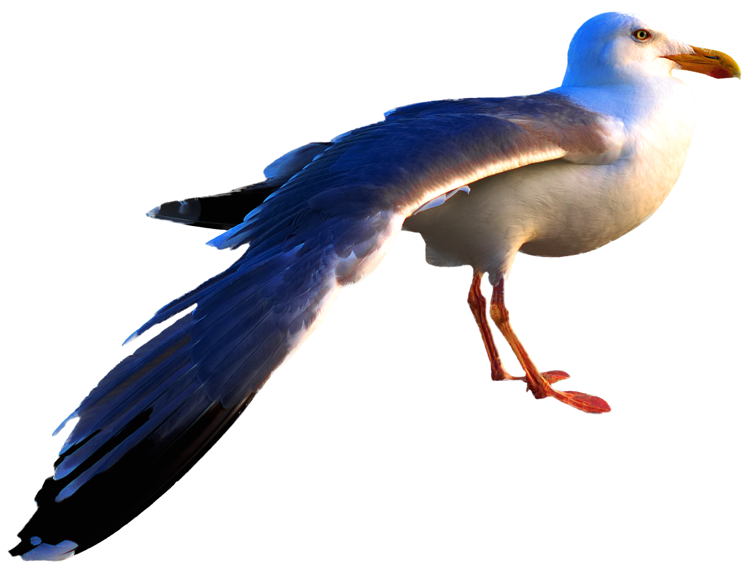 Foto einer Möwe, von Seite aufgenommen. streckt und reckt den zur Kamera zeigenden Flügel aus und guckt in die kamera, Nahaufnahme freigestellt