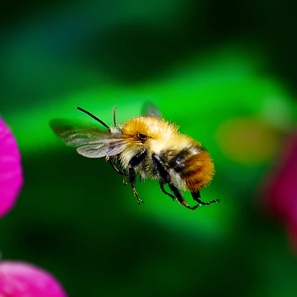 Macro-Aufnahme 1 Biene im Flug