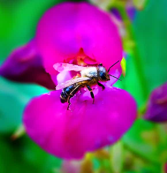 Macro-Serien-Aufnahme 3.1 Biene auf Blüte setzt zum Abflug an
