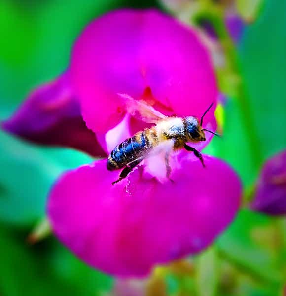 Macro-Serien-Aufnahme 3.3 Biene auf Blüte setzt zum Abflug an