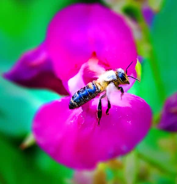 Macro-Serien-Aufnahme 3.4 Biene auf Blüte setzt zum Abflug an