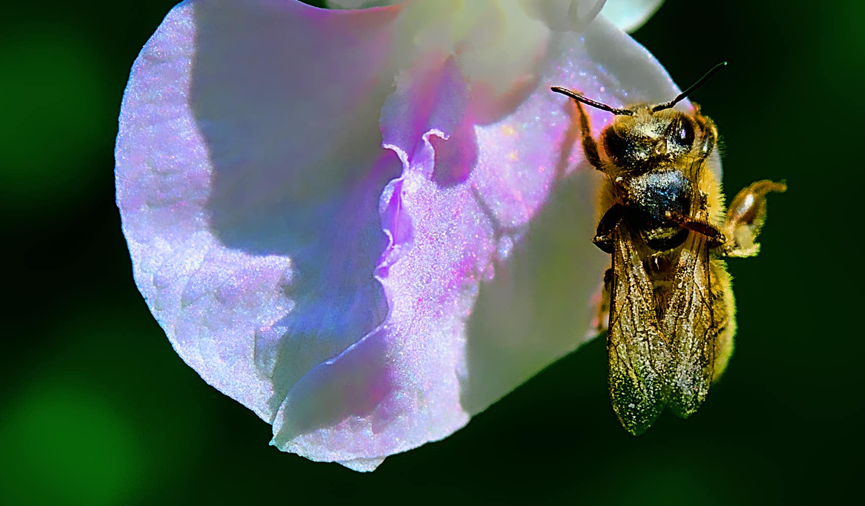 Macro-Aufnahmen-Serie 8.1 Biene auf weißer Blüte startet Putzorgie