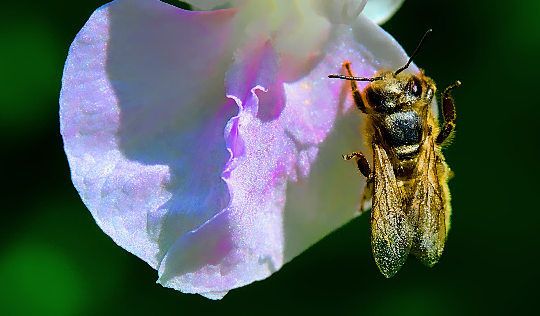 Macro-Aufnahmen-Serie 8.3 Biene auf weißer Blüte startet Putzorgie