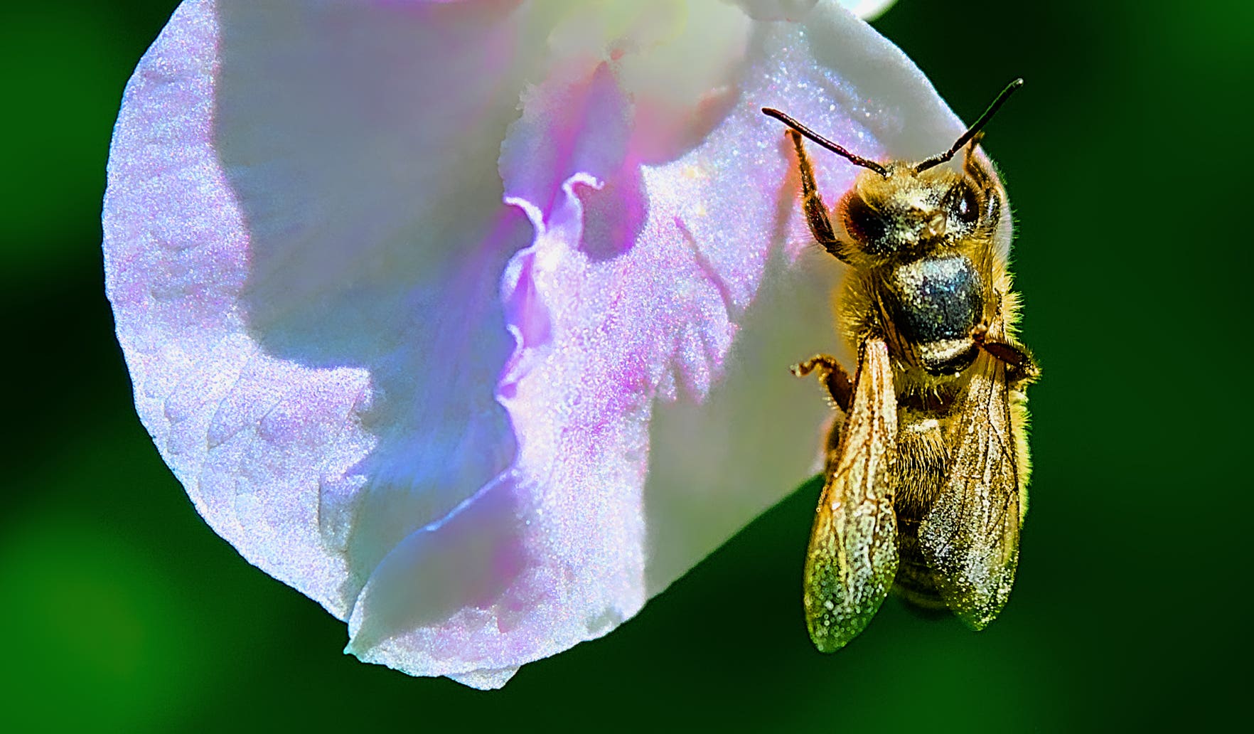 Macro-Aufnahmen-Serie 8.4 Biene auf weißer Blüte startet Putzorgie