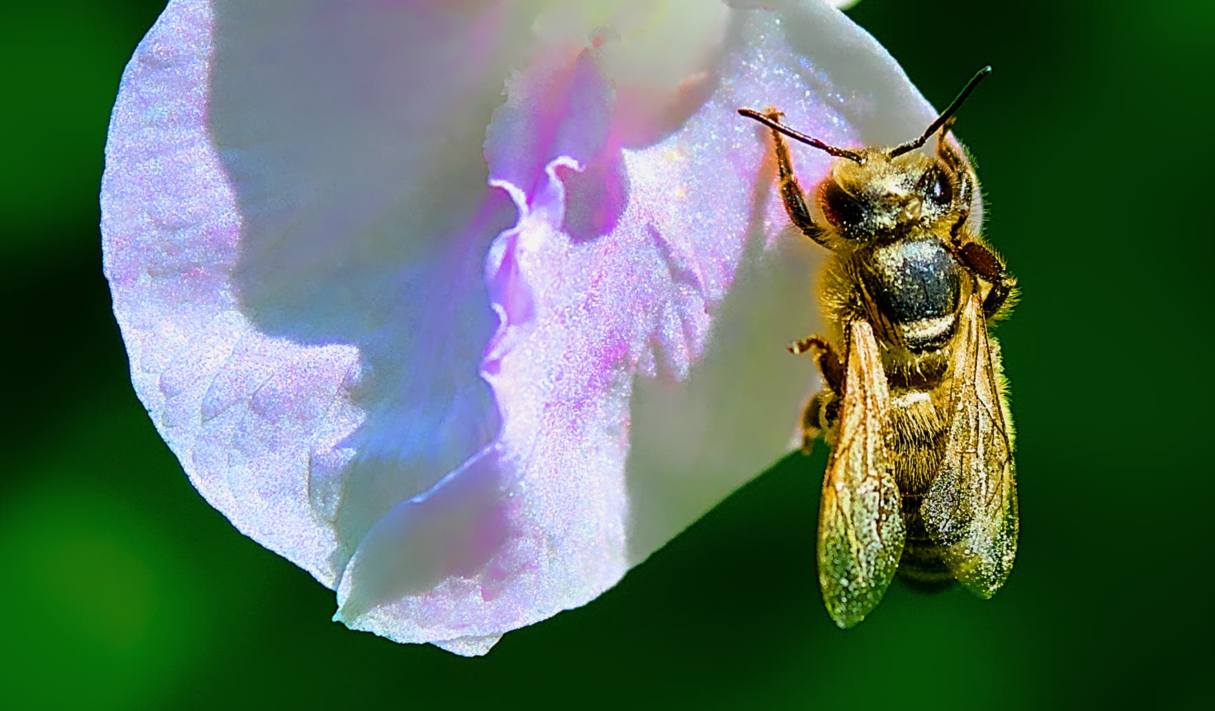 Macro-Aufnahmen-Serie 8.5 Biene auf weißer Blüte startet Putzorgie