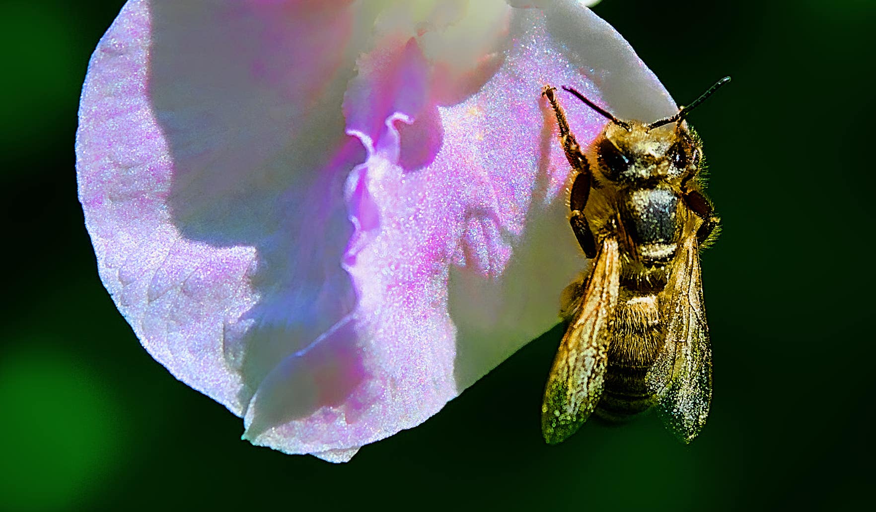 Macro-Aufnahmen-Serie 8.6 Biene auf weißer Blüte startet Putzorgie