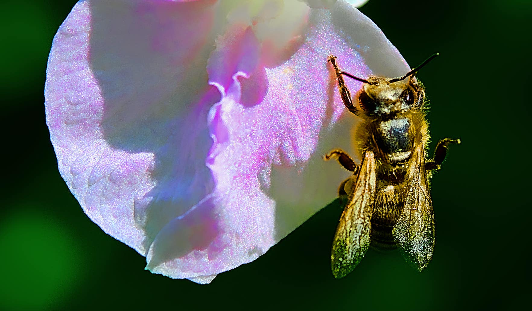 Macro-Aufnahmen-Serie 8.7 Biene auf weißer Blüte startet Putzorgie