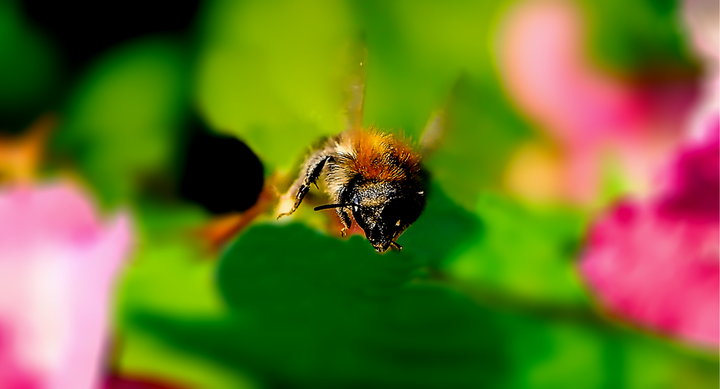 Kollage: Macro-Aufnahme 5.1 Biene im Flug