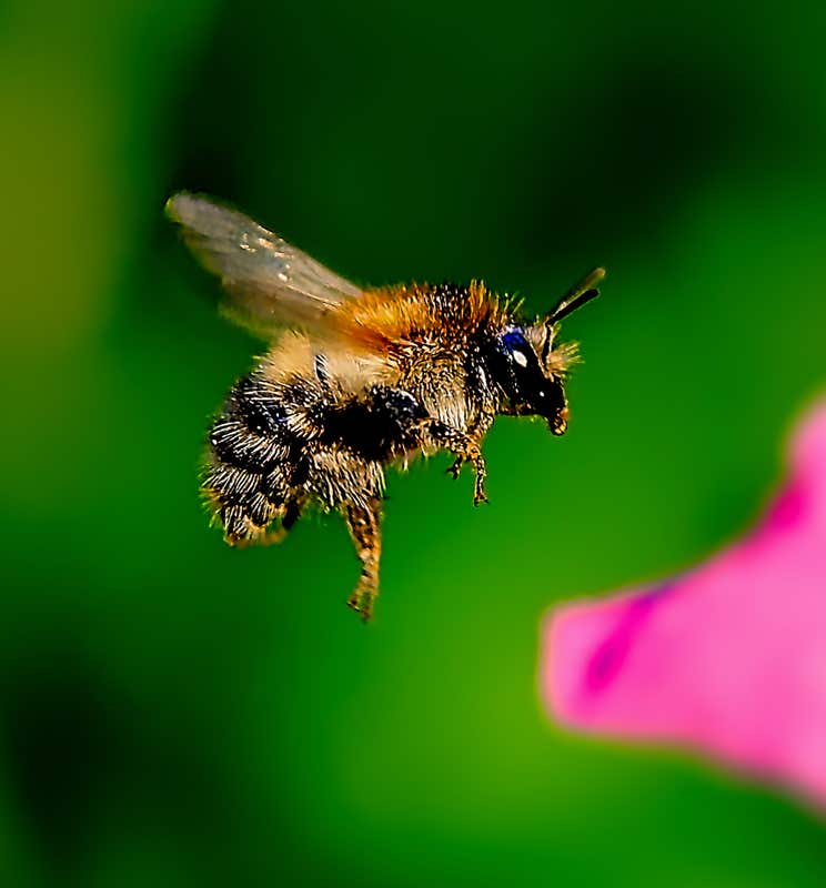 Kollage: Macro-Aufnahme 5.6 Biene im Flug