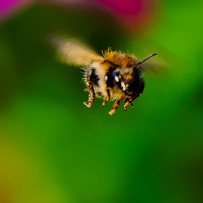 Kollage: Macro-Aufnahme 5.4 Biene im Flug