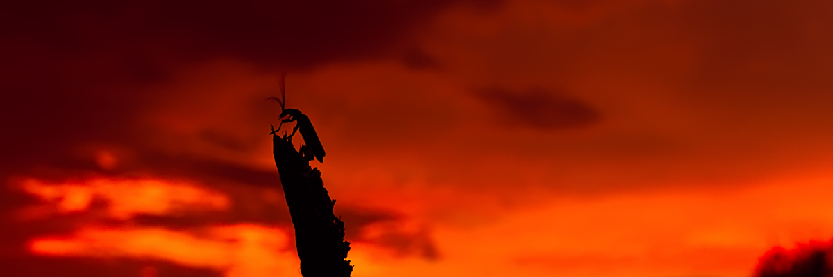 Foto eines Käfers, der auf eine Grashalmspitze geklettert ist - vor blutrotem Himmel bei Sonnenuntergang
