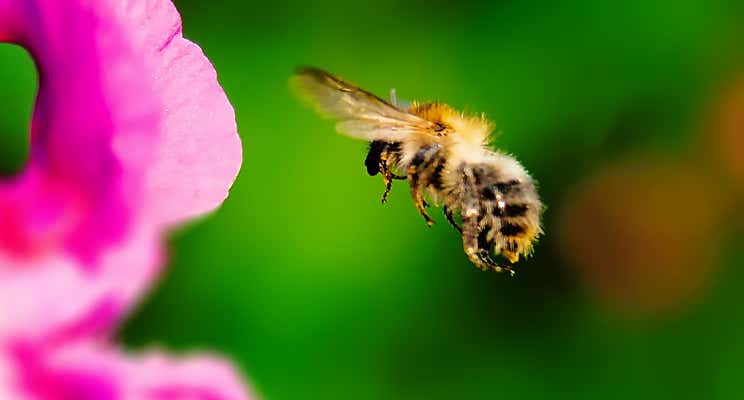 Kollage: Macro-Aufnahme 5.3 Biene im Flug