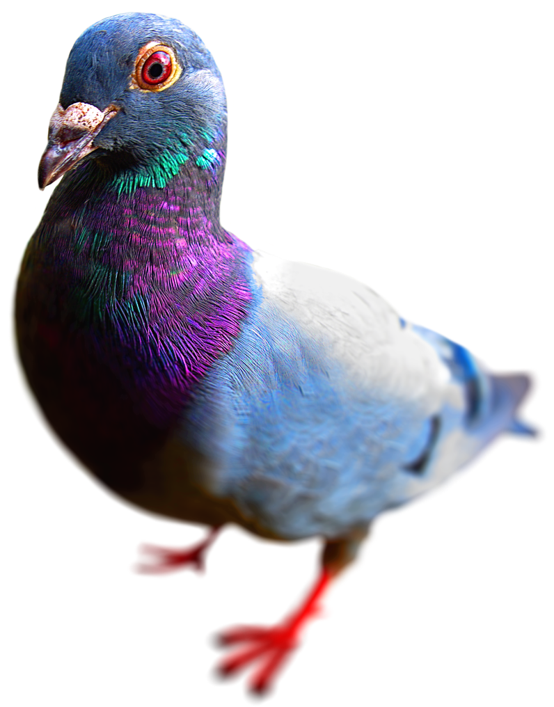 Foto einer Zucht-Taube/Brieftaube mit roten Augen und Füßen, Taube guckt in die Kamera, Nahaufnahme freigestellt