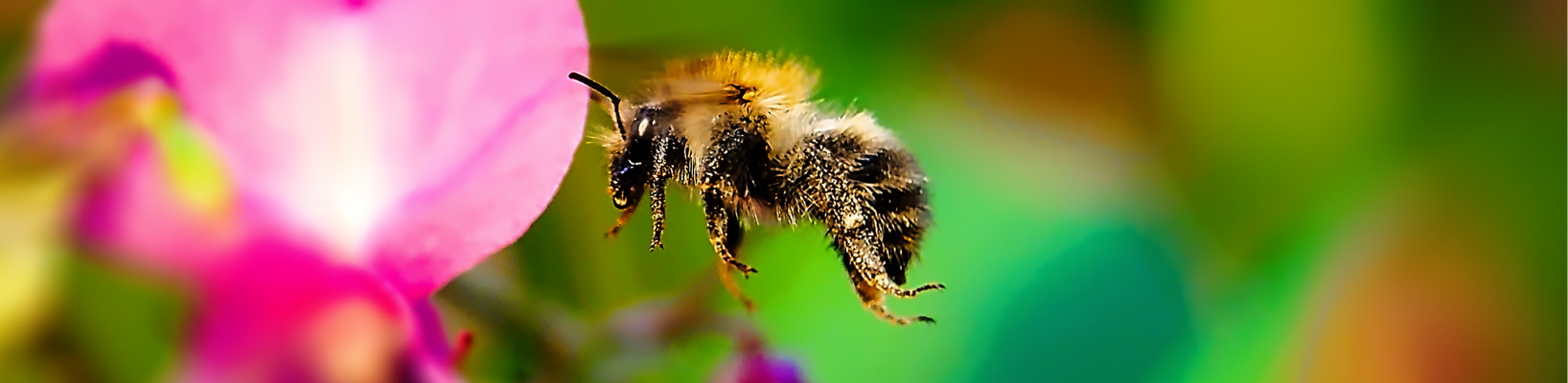 Kollage: Macro-Aufnahme 5.7 Biene im Flug