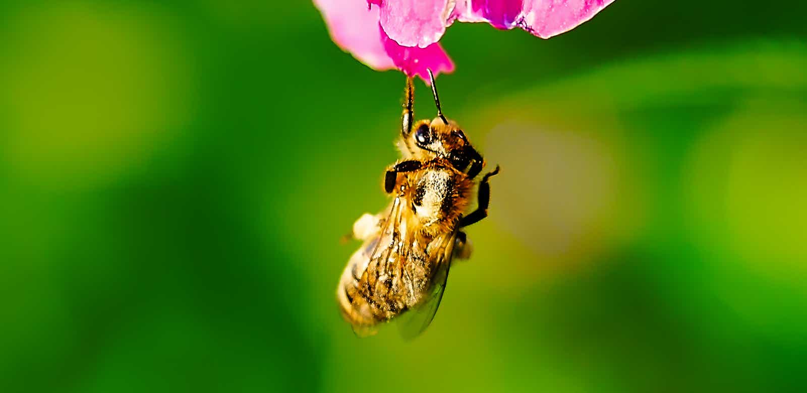 Macro-Aufnahmen-Serie 9.1 Biene hält sich mit einem Bein hängend an Blüte fest und putzt sich ausgiebig