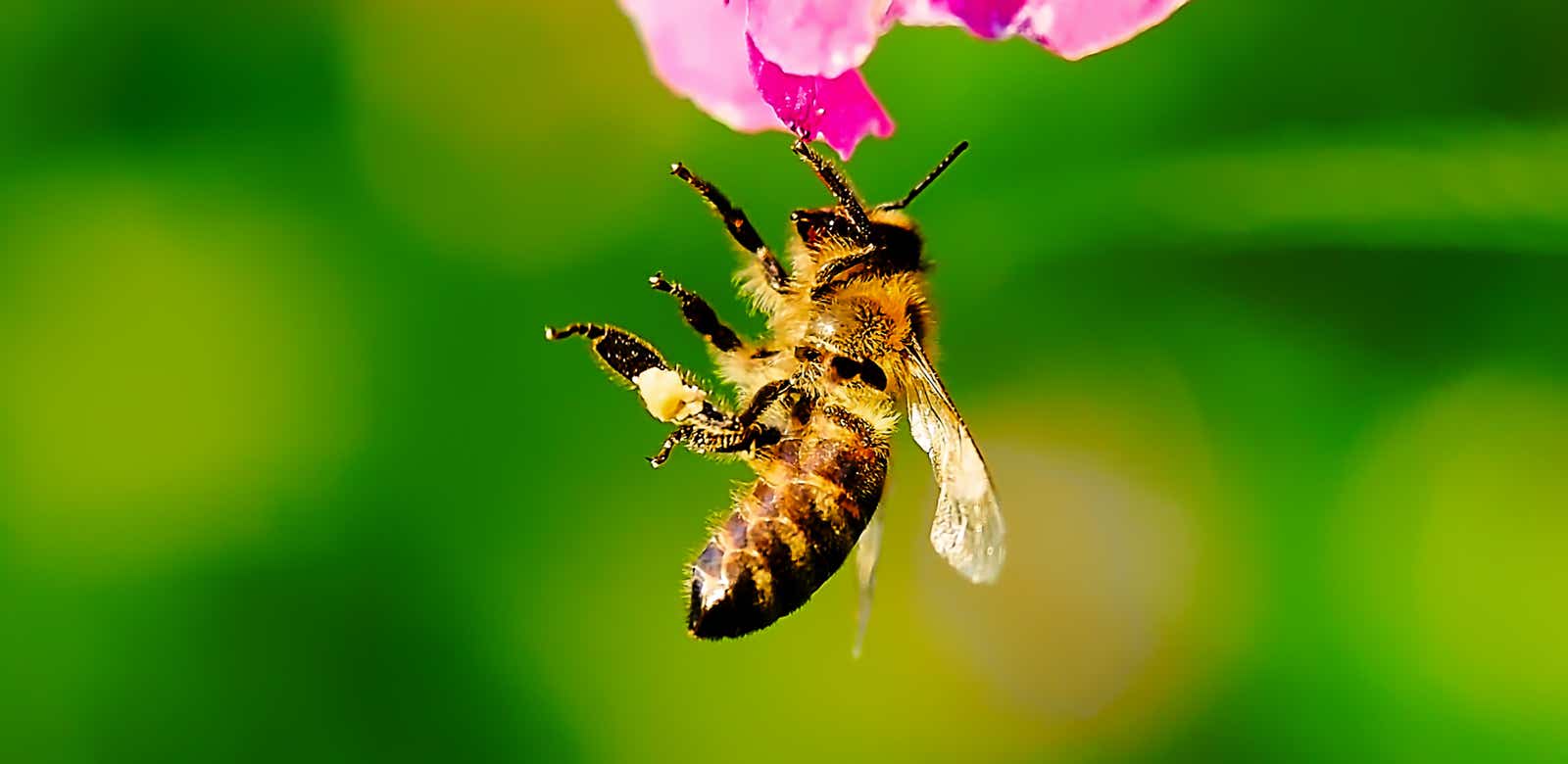 Macro-Aufnahmen-Serie 9.9 Biene hält sich mit einem Bein hängend an Blüte fest und putzt sich ausgiebig