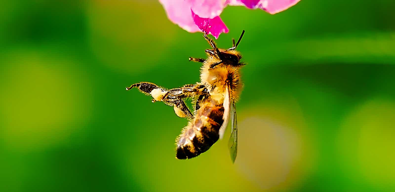 Macro-Aufnahmen-Serie 9.10 Biene hält sich mit einem Bein hängend an Blüte fest und putzt sich ausgiebig