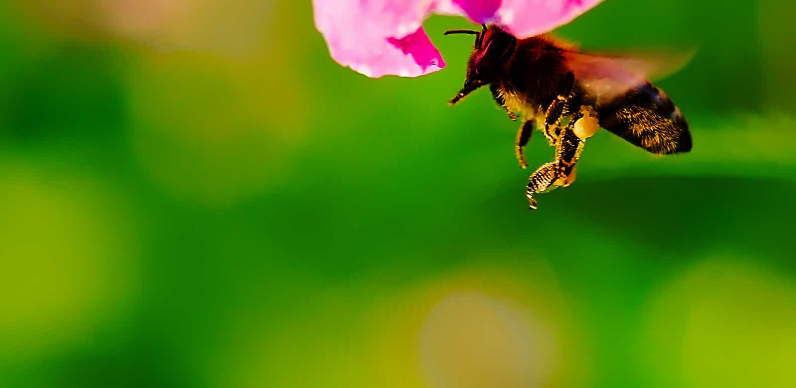 Macro-Aufnahmen-Serie 9.12 Biene ist fertig mit putzen und schwebd unter der Blüte