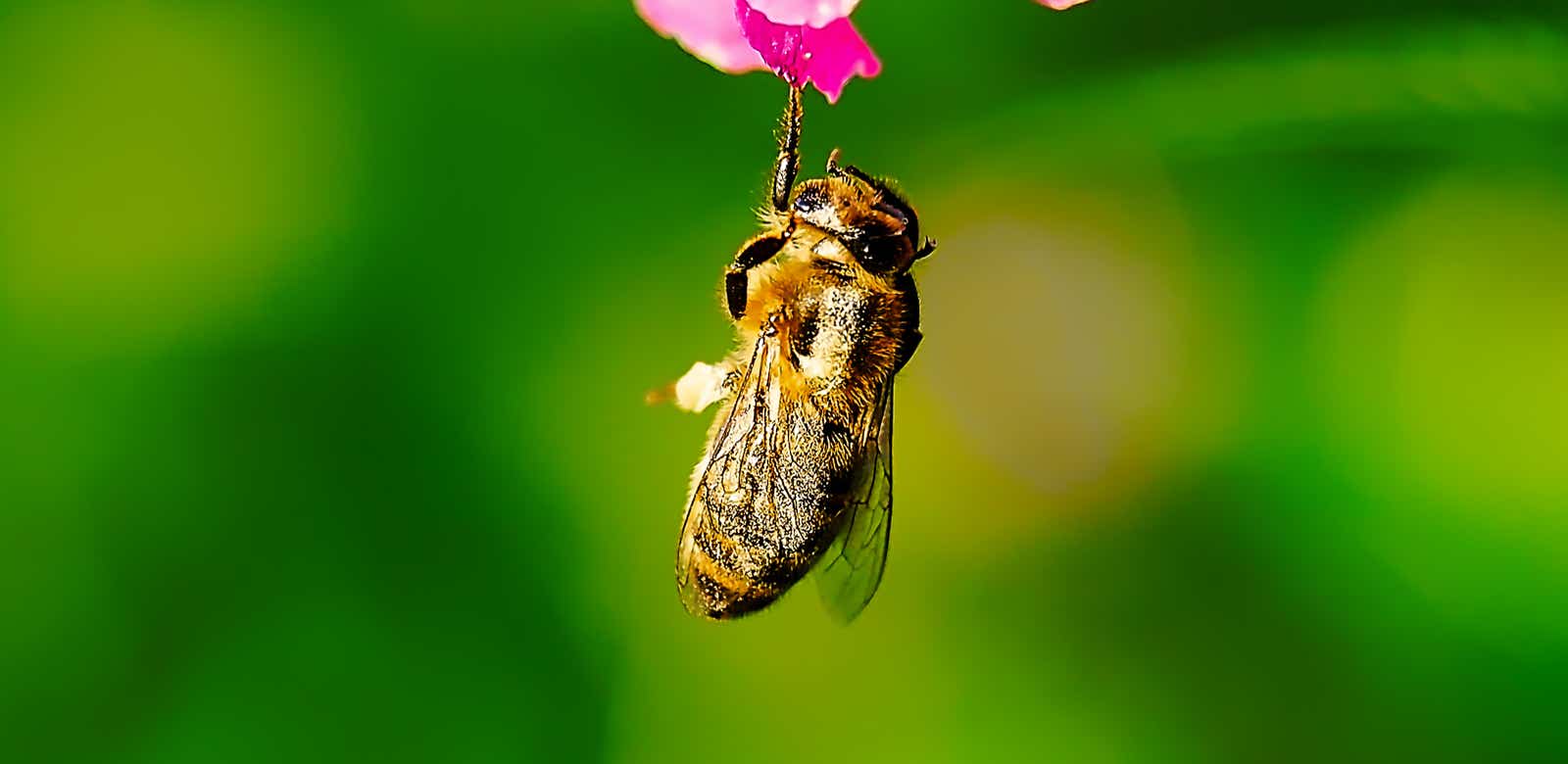 Macro-Aufnahmen-Serie 9.2 Biene hält sich mit einem Bein hängend an Blüte fest und putzt sich ausgiebig