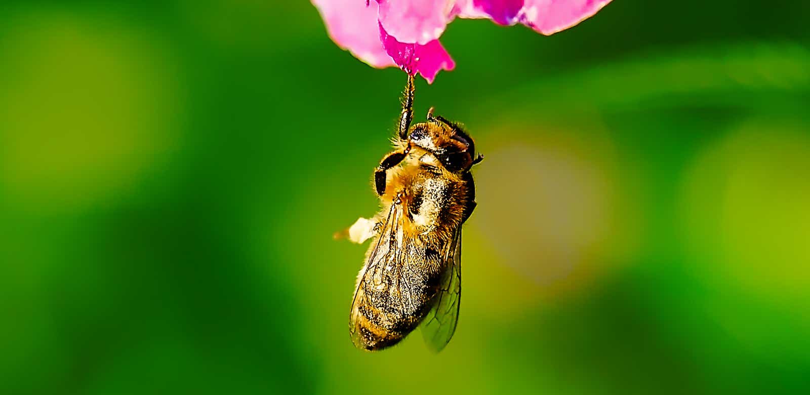 Macro-Aufnahmen-Serie 9.3 Biene hält sich mit einem Bein hängend an Blüte fest und putzt sich ausgiebig