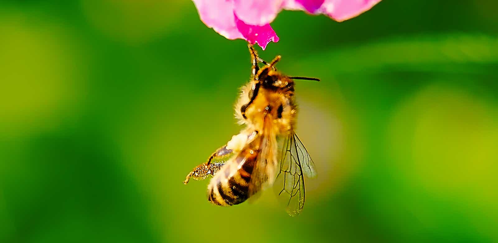 Macro-Aufnahmen-Serie 9.4 Biene hält sich mit einem Bein hängend an Blüte fest und putzt sich ausgiebig