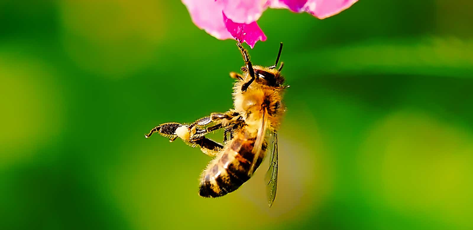 Macro-Aufnahmen-Serie 9.6 Biene hält sich mit einem Bein hängend an Blüte fest und putzt sich ausgiebig