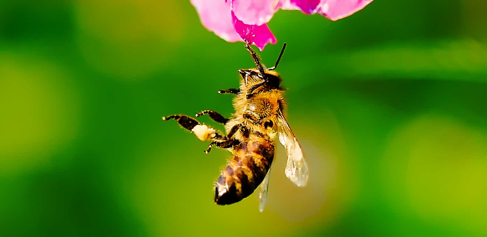 Macro-Aufnahmen-Serie 9.7 Biene hält sich mit einem Bein hängend an Blüte fest und putzt sich ausgiebig