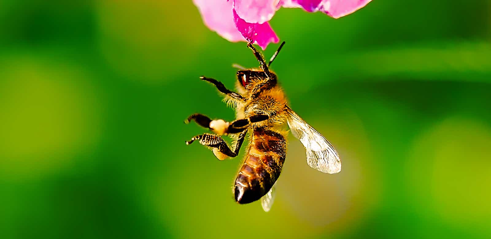 Macro-Aufnahmen-Serie 9.8 Biene hält sich mit einem Bein hängend an Blüte fest und putzt sich ausgiebig
