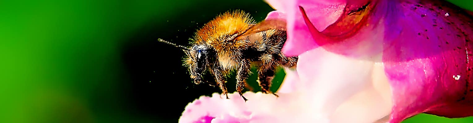 Kollage: Macro-Aufnahme 5.8 Biene kommt aus Blüte