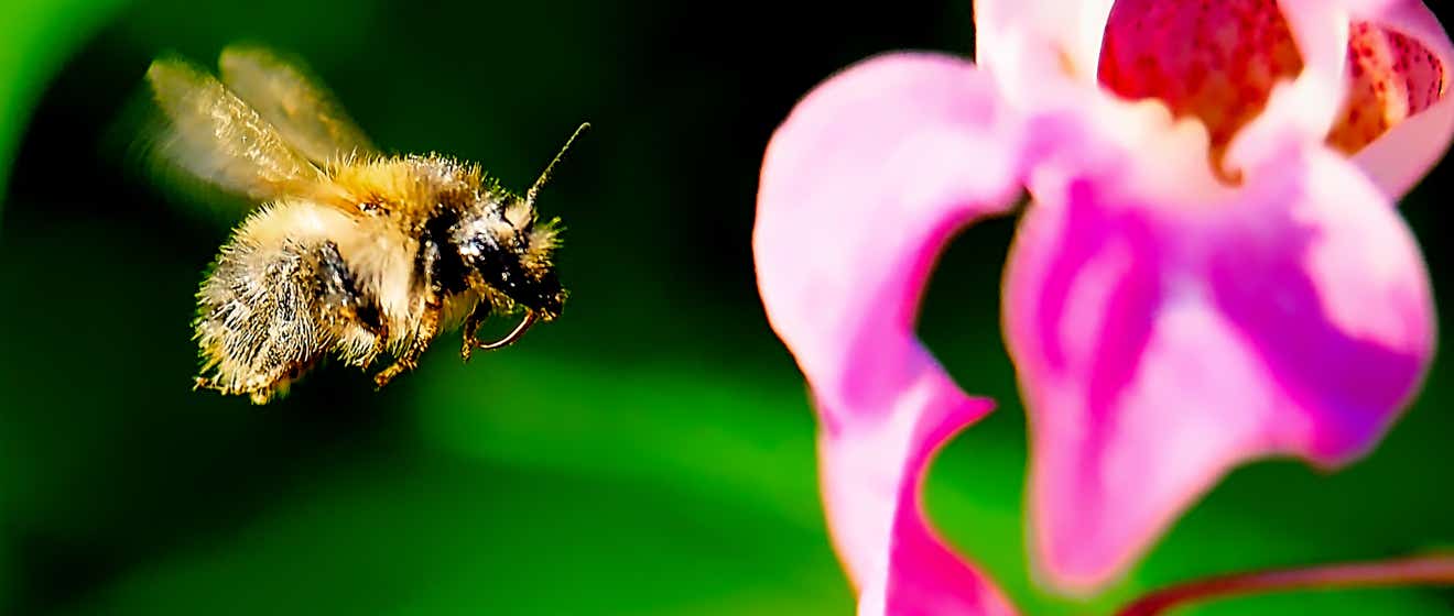 Macro-Aufnahmen-Serie 7.1 Biene fliegt Blüze an