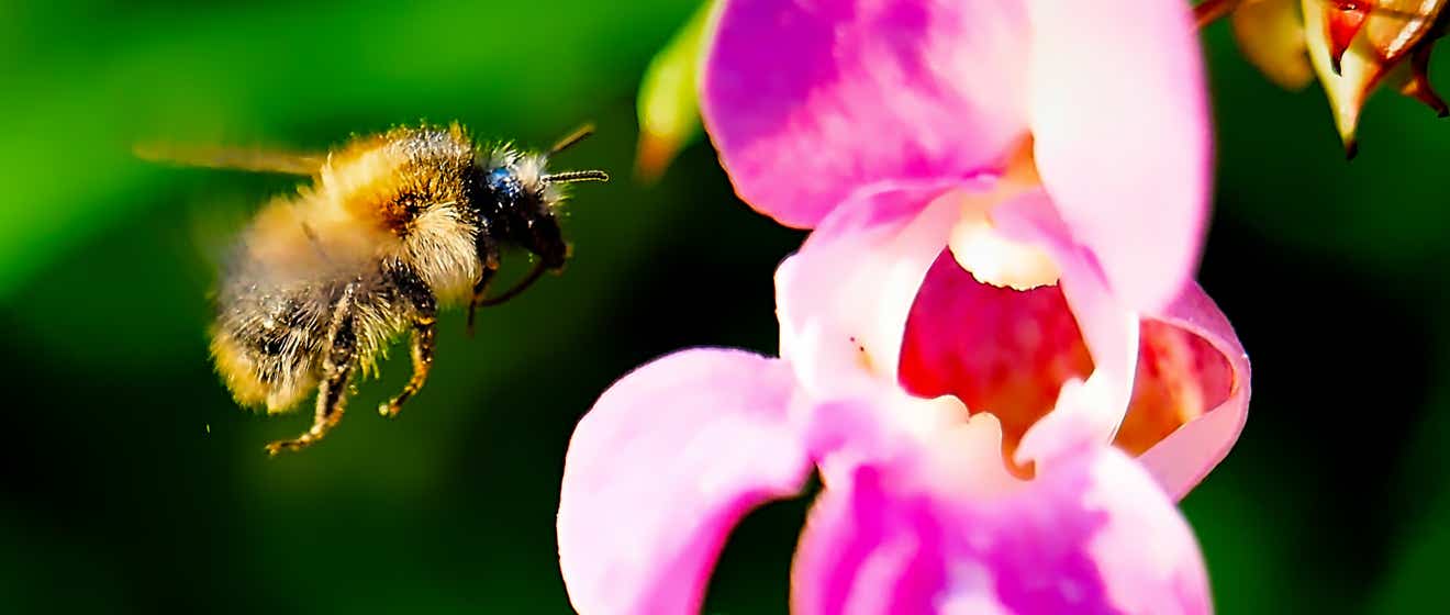 Macro-Aufnahmen-Serie 7.2 Biene fliegt Blüze an