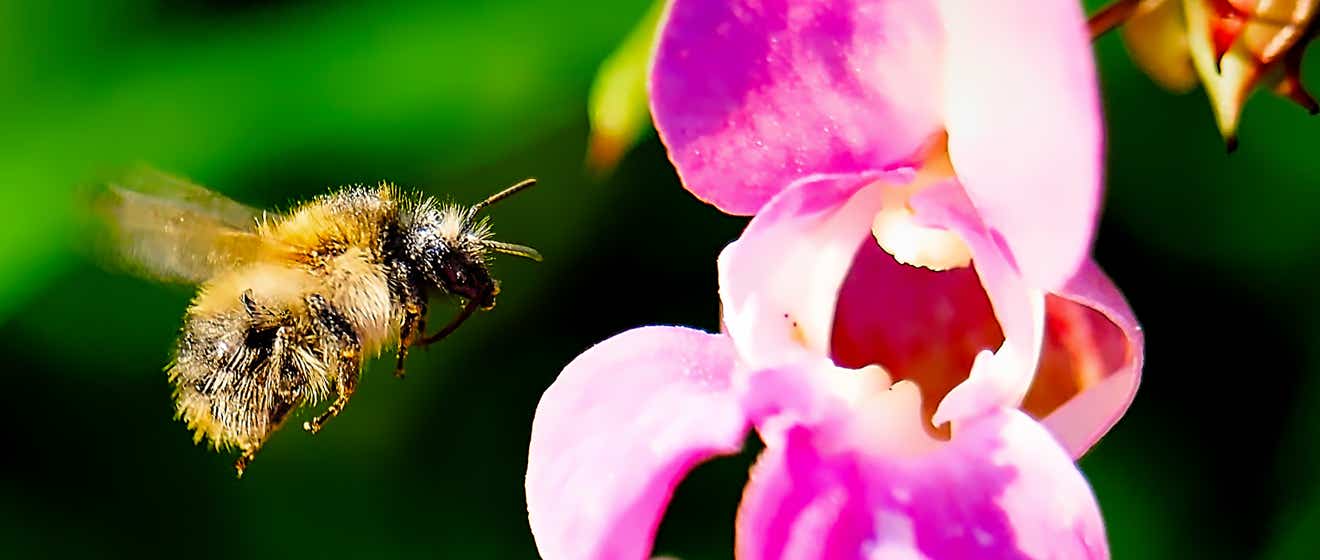 Macro-Aufnahmen-Serie 7.3 Biene fliegt Blüze an