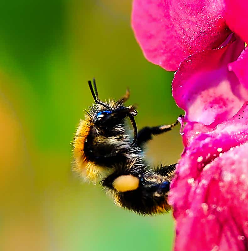 Macro-Aufnahmen-Serie 6.1 Biene auf Blüte putzt sich