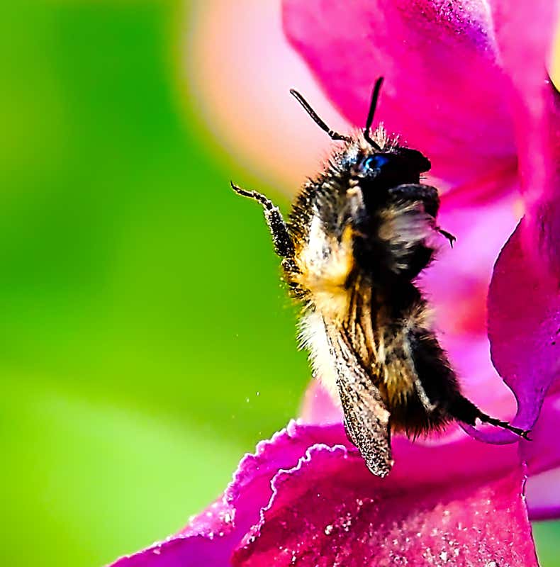 Macro-Aufnahmen-Serie 6.2 Biene auf Blüte putzt sich