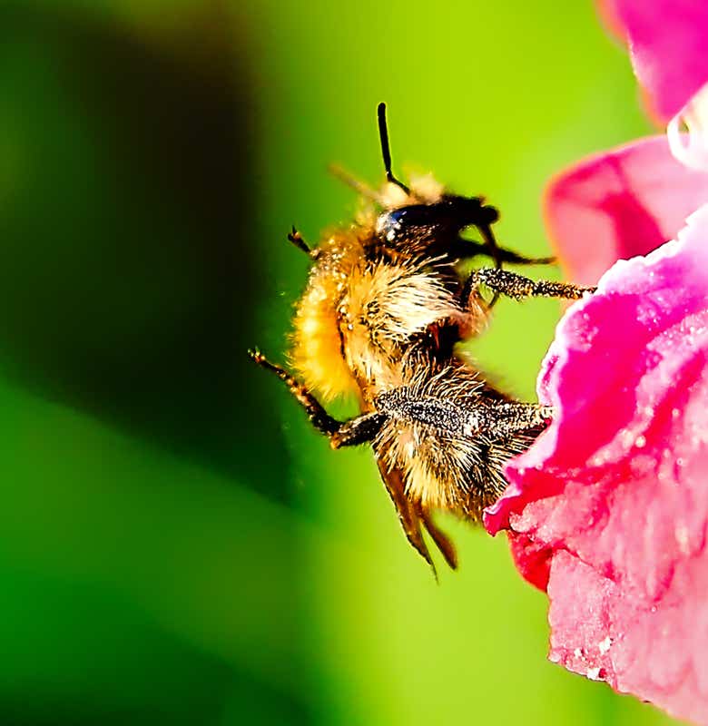 Macro-Aufnahmen-Serie 6.3 Biene auf Blüte putzt sich