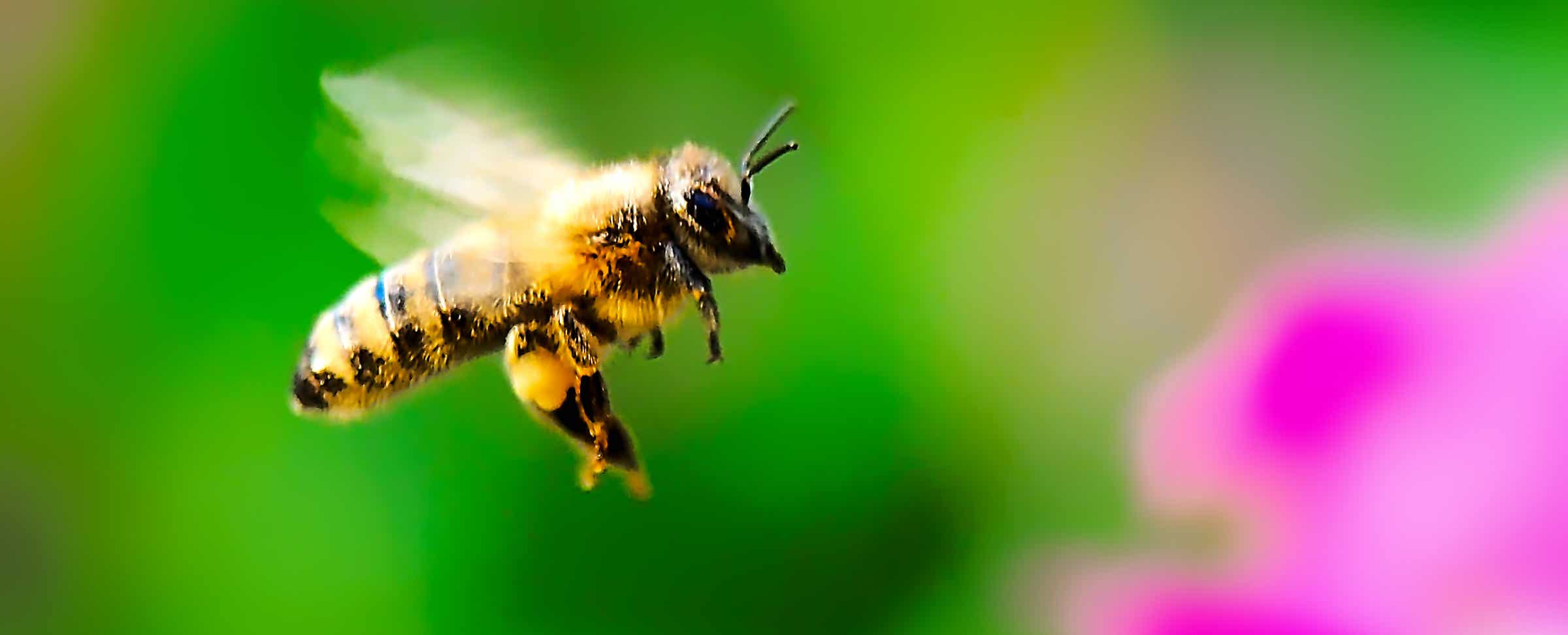 Macro-Serien-Aufnahme 4.4 Biene mit Pollensäcken an Beinen - Schwebeflug