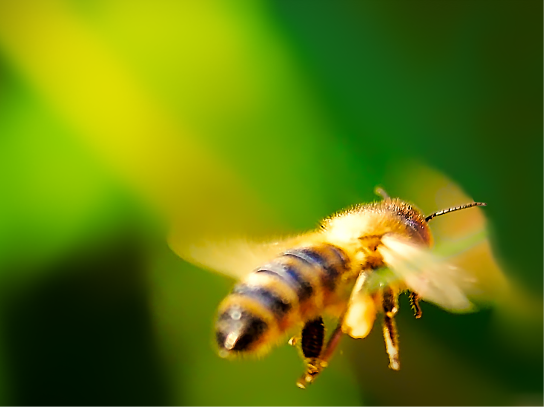 Macro-Serien-Aufnahme 4.1 Biene mit Pollensäcken an Beinen - Schwebeflug