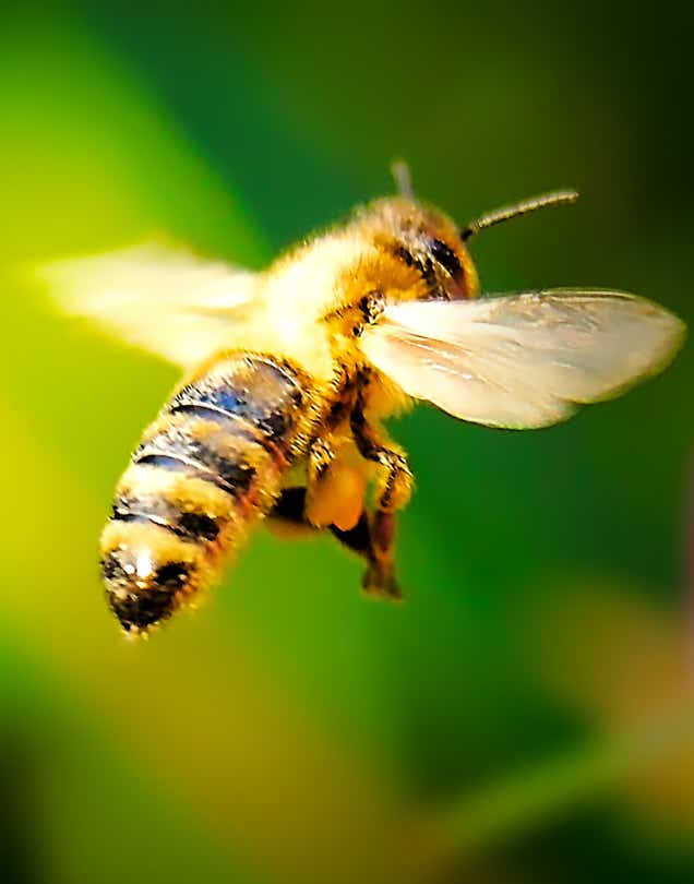 Macro-Serien-Aufnahme 4.3 Biene mit Pollensäcken an Beinen - Schwebeflug