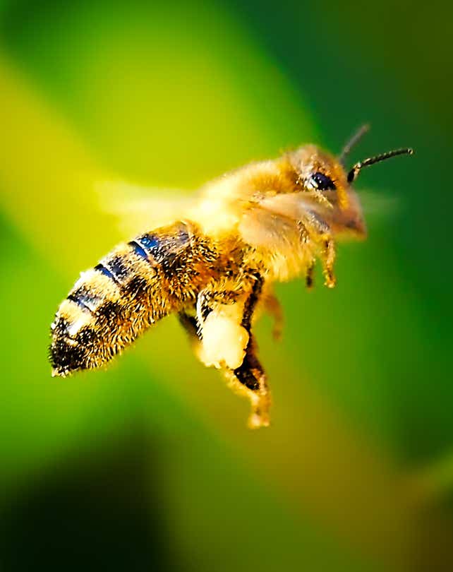 Macro-Serien-Aufnahme 4.2 Biene mit Pollensäcken an Beinen - Schwebeflug