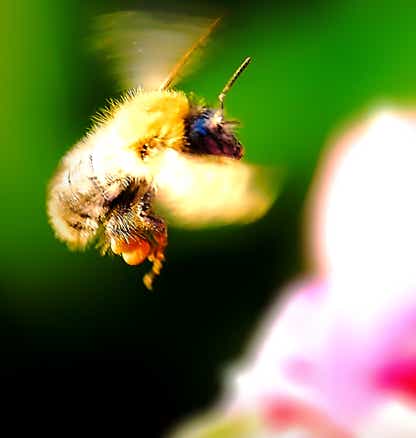 Kollage: Macro-Aufnahme 5.12 Biene im Flug