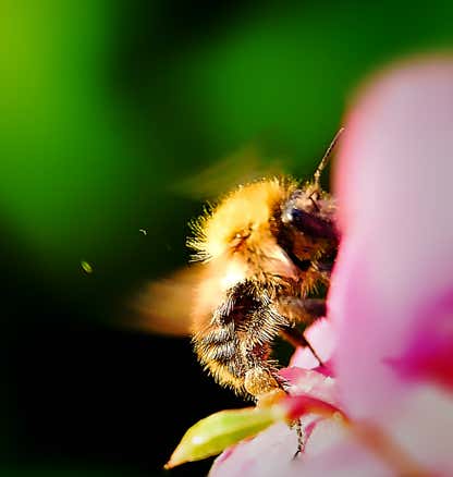 Kollage: Macro-Aufnahme 5.10 Biene im Flug