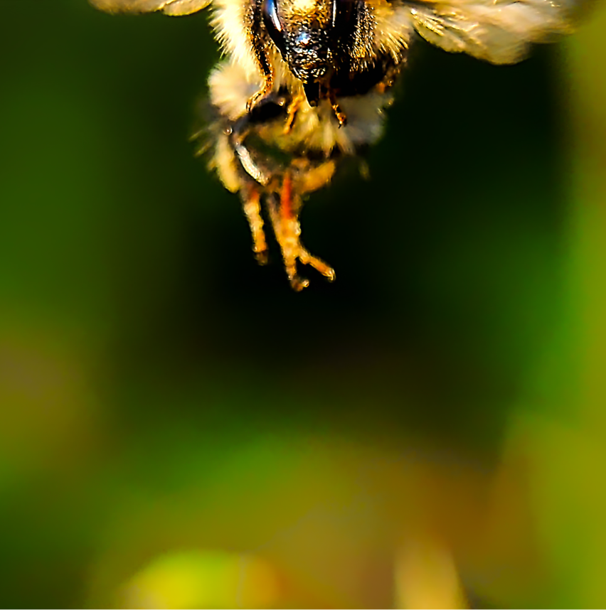 Kollage: Macro-Aufnahme 5.9 Biene im Flug