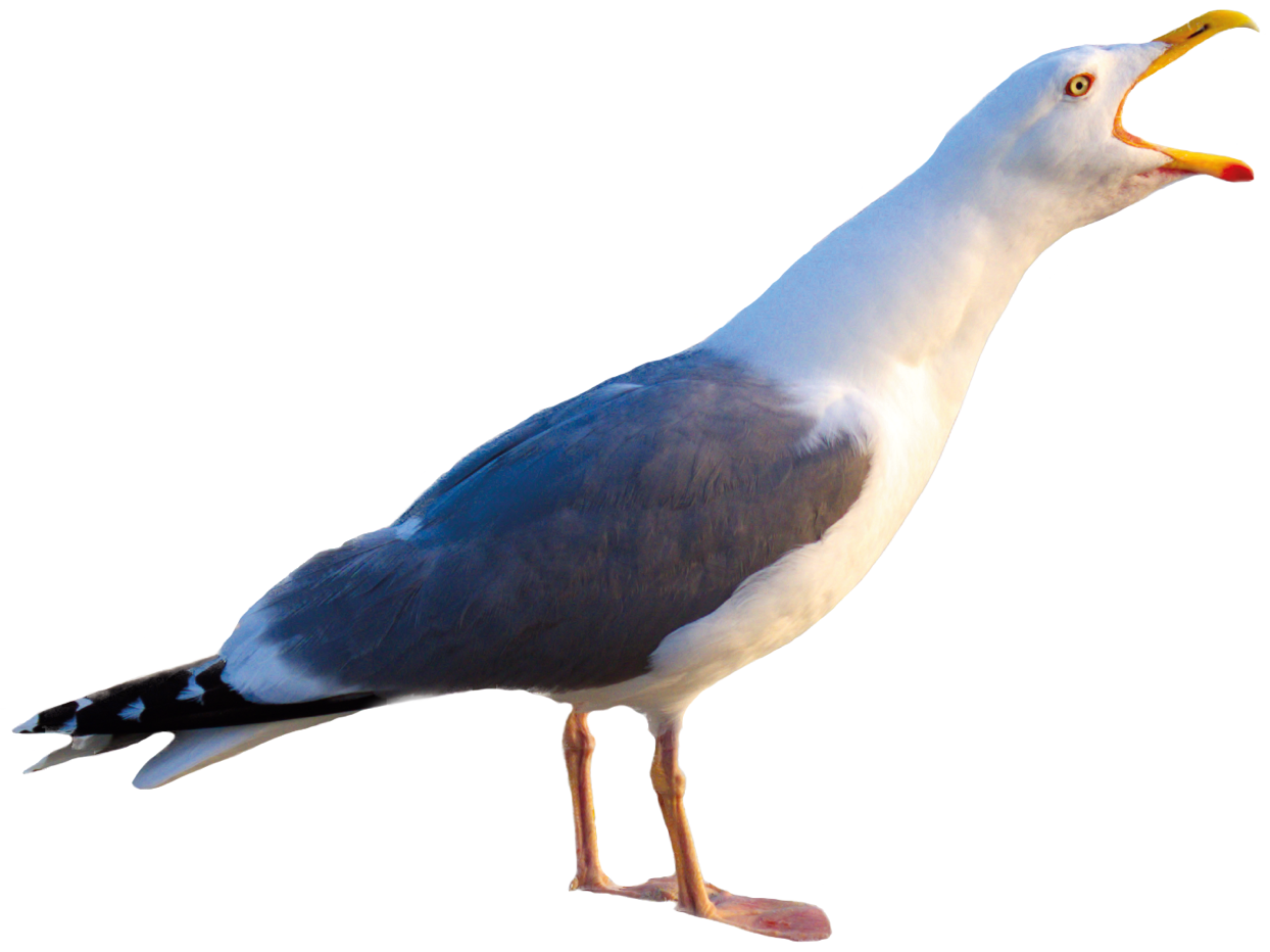 Foto einer schreiender Möwe mit weit geöffnetem Schnabel