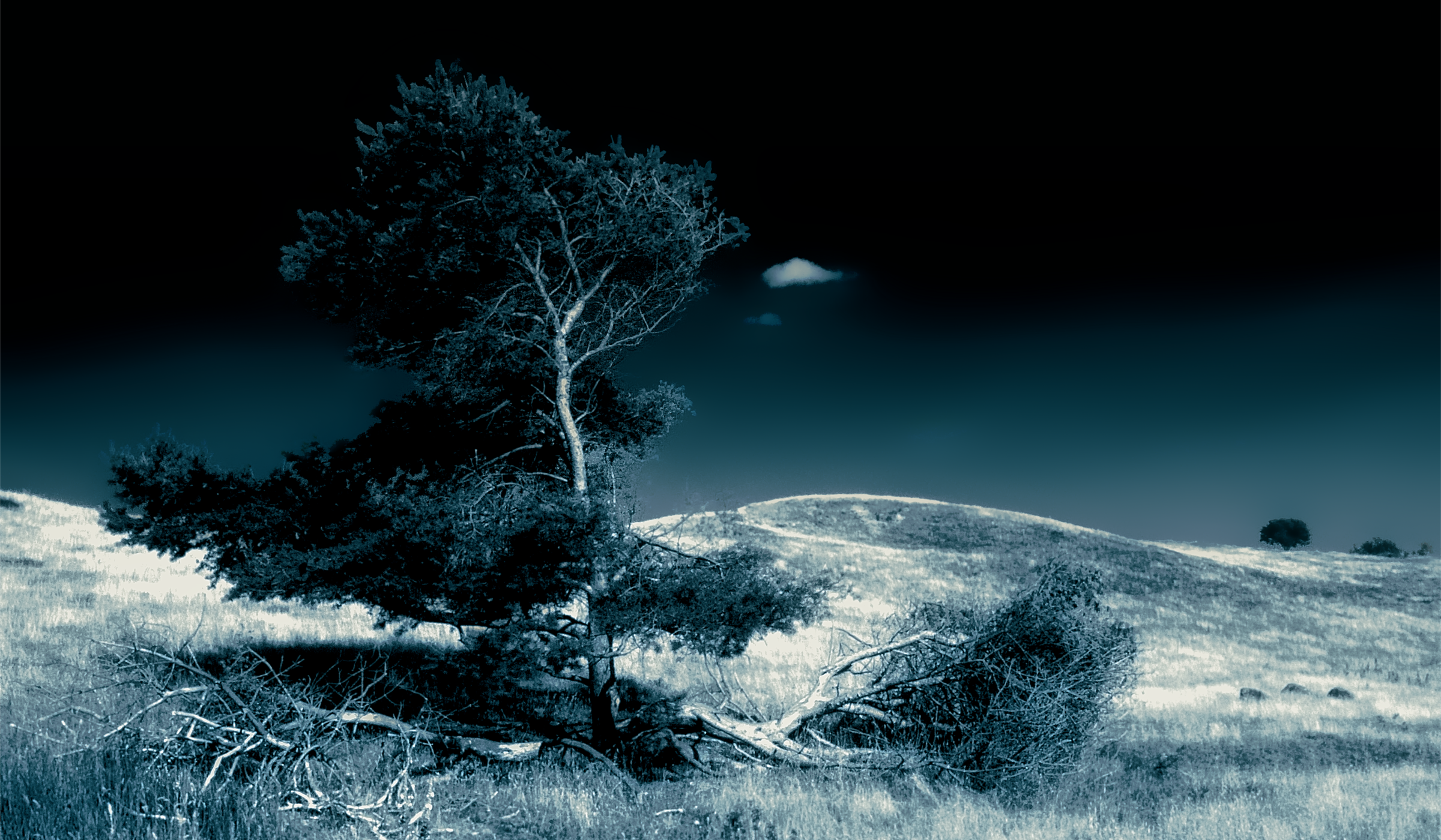 Schwarz weiss Aufnahme einer Kiefer in Dünenlandschaft am Meer. Abgebrochene Äste liegen neben der vom Wind gebogenen Baum. Eine einzige kleine Wolke ist am klaren Himmel zu sehen. Dünen im Hintergrund bilden die geschwungene Horizontlinie. Bildaufbau nach dem Goldenen Schnitt. Fotograf und Copyright: Lars König