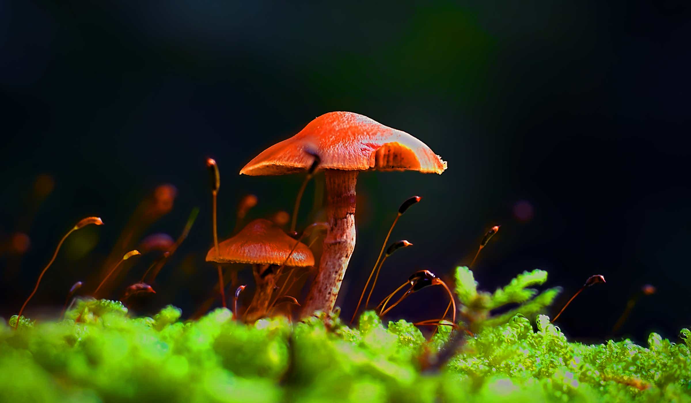 Farbaufnahme eines Pilzpaares umgeben von grünem Moos. In der Mitte des Fotos ragt ein brauner Pilz aus dem umgebenen Moosbett heraus. Links im Schatten neben dem Pilz wächst ein ein weiterer kleinerer Pilz. Rings um das Pilzpaar wachsen aus dem Moos andere Gewächse an einem dünnen Stengel empoor. An der Spitze der dünnen Stengel befindet sich jeweils eine kleine sichelförmige Kapsel, deren Ende in hellem braun leuchtet. Der leuchtend grüne Moosgrund bildet die Horizontlinie. Der Hintergrund ist dunkelgrau bis fast schwarz und verschwommen unscharf. Fotograf und Copyright: Lars König