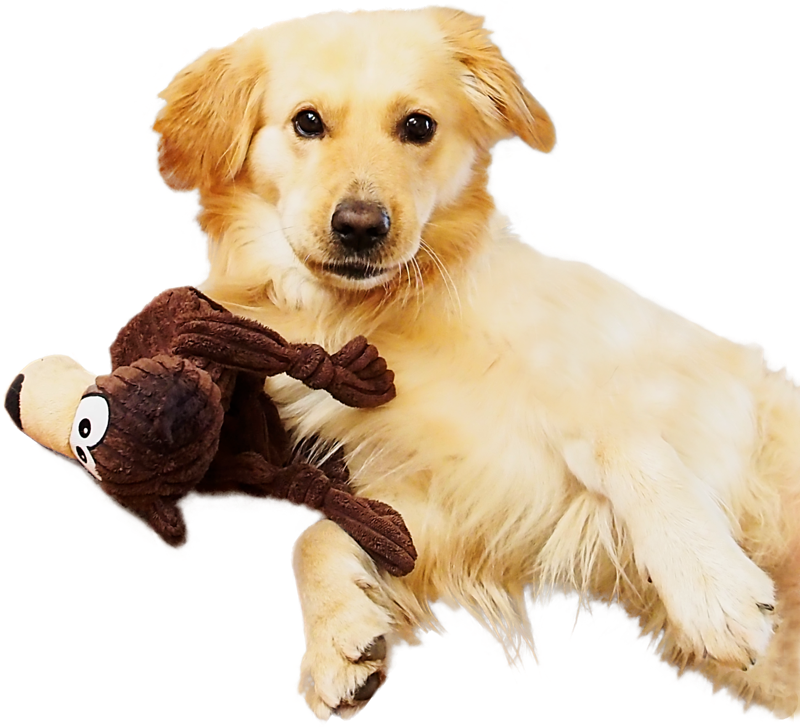 Foto eines Golden Retrivers, liegt bäuchlings zum Betrachter und schaut neugierig in die Kamera, links neben dem Hund liegt ein braunes Stofftier zum spielen, Motiv freigestellt