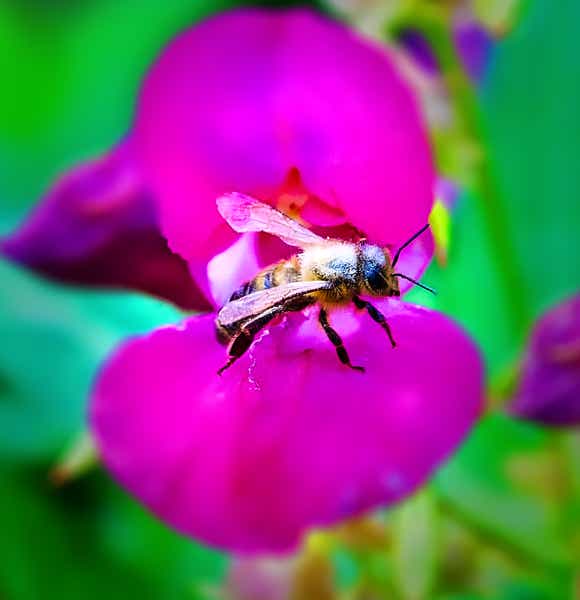 Macro-Serien-Aufnahme 3.2 Biene auf Blüte setzt zum Abflug an