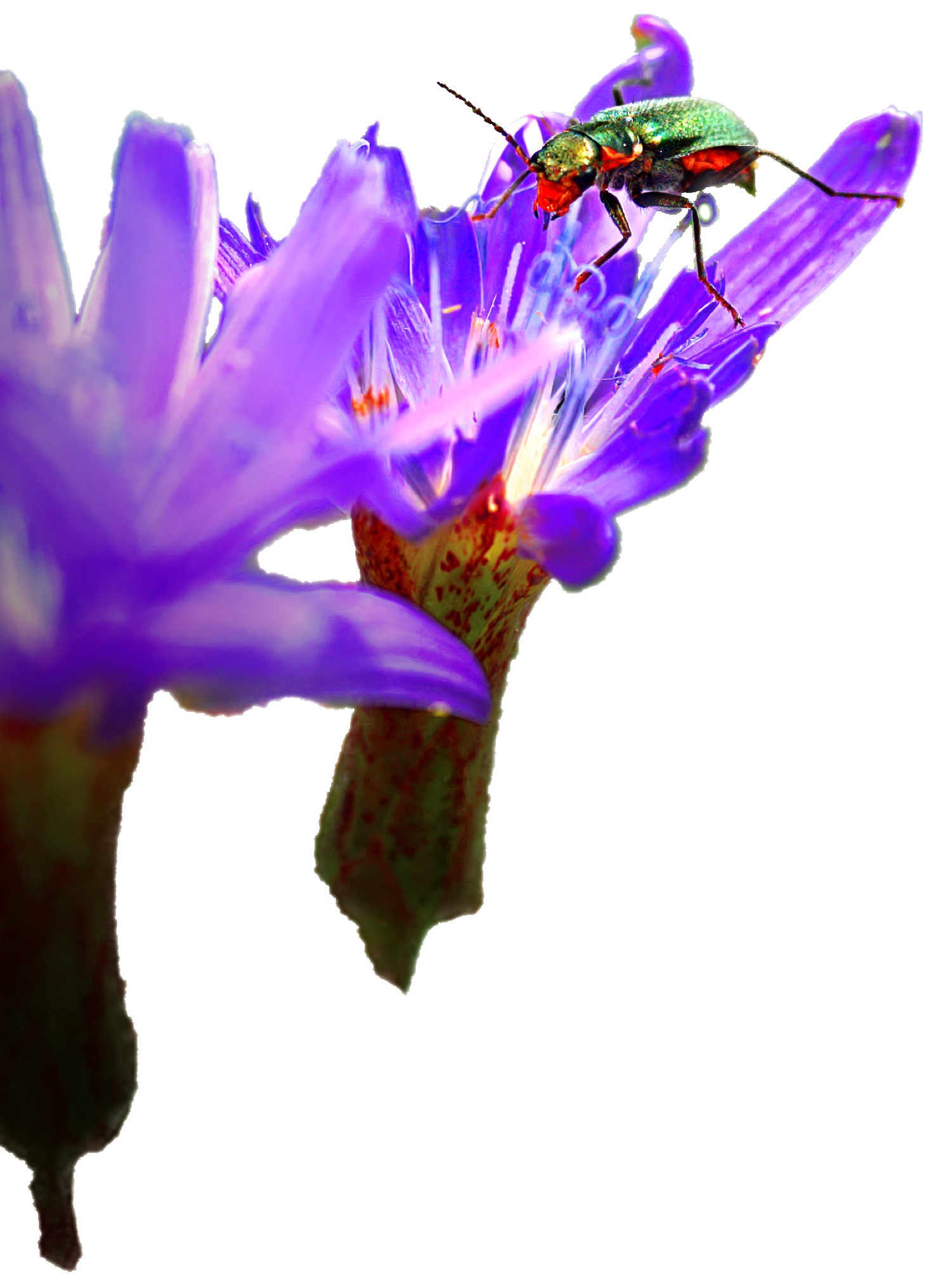 Foto eines grün orangen Käfers auf einer violetten Blüte, von vorne fotografiert, Macro-Aufnahme freigestellt