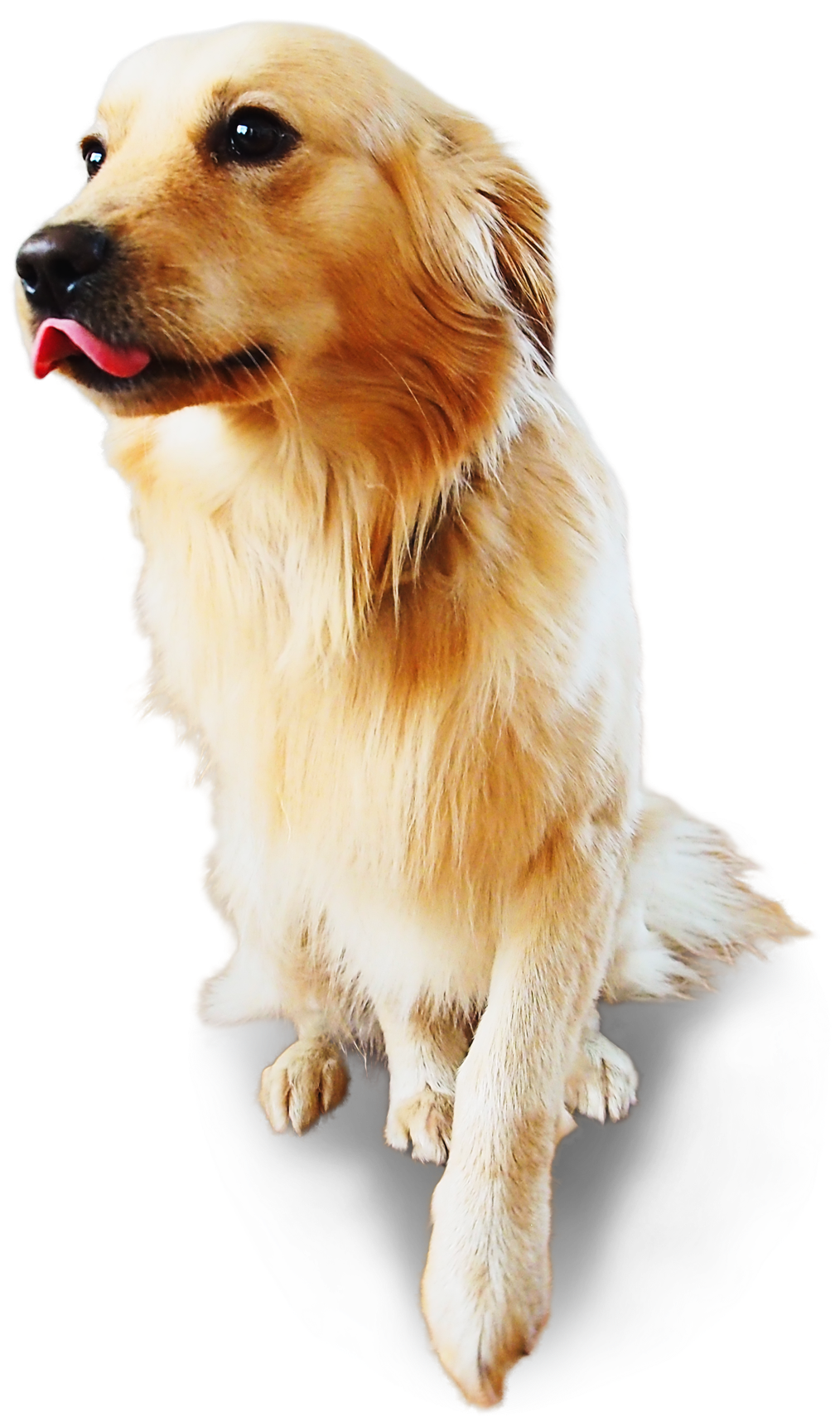 Foto eines Golden Retrivers von vorne, schaut in die Kamera und leckt sich die Nase, Foto freigestellt