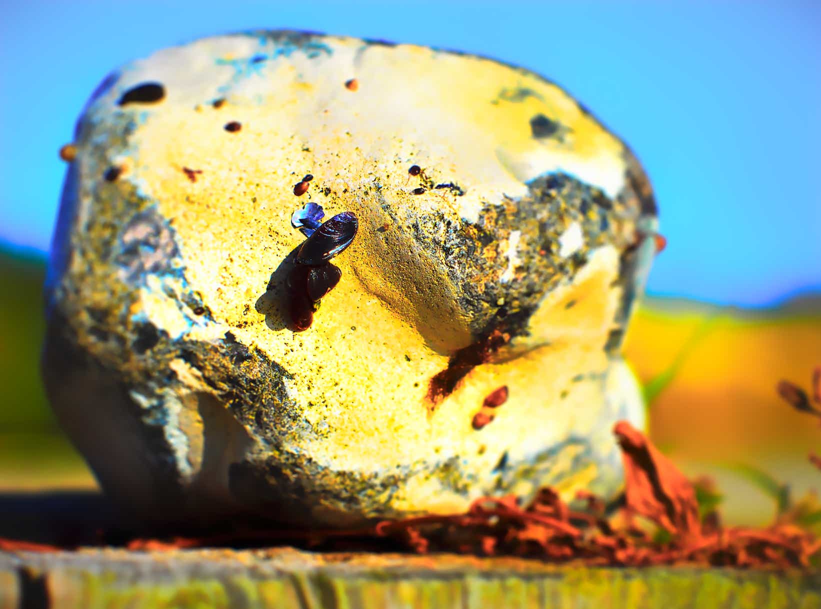 Foto von Feuerstein mit Baby-Miesmuschel auf Holzstump am Strand, Nahaufnahme